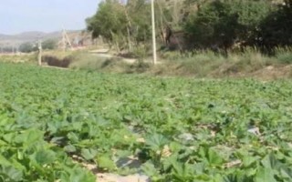 裸仁南瓜如何杂交制种，开花前要仔细去杂、现蕾及开花期要去雄