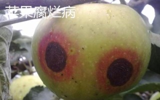 苹果树的常见病害及特征,主要病因包括干旱和冻害