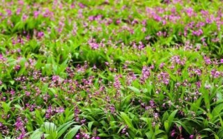 白芨种苗的价格，1株需要0.2-0.8元左右