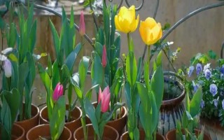 郁金香茎短花小的原因，可能是品种退化或受到遗传基因的影响