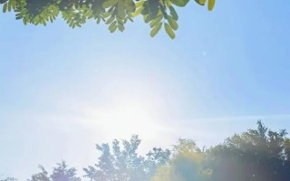 小叶紫檀干叶的原因,可能是土壤板结或强光暴晒所致