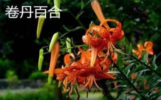 百合花的价格,遇到特殊节日往往会涨价