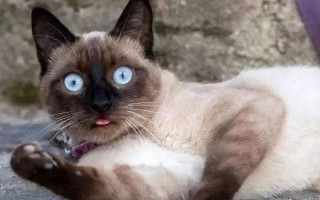 猫咪经常吐舌头正常吗，可能是吃东西或舔毛时被打断导致的