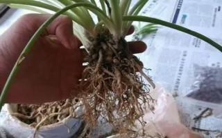 金边吊兰怎么养殖，需提供全天的散射光照