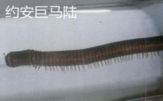 马陆虫有哪些品种,包括约安巨马陆、宽跗陇马陆、土马陆等种类
