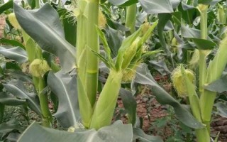 甜玉米种植技术，需要与普通玉米进行隔离种植