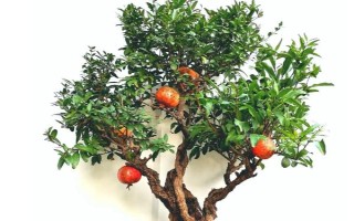 倒卖盆景能挣钱吗,每年的利润是很可观的