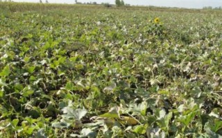 裸仁南瓜如何杂交制种，开花前要仔细去杂、现蕾及开花期要去雄