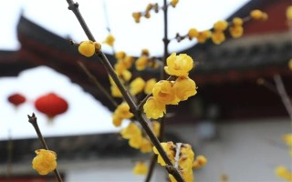 冬天开什么花，常见的有红花龙胆、君子兰等