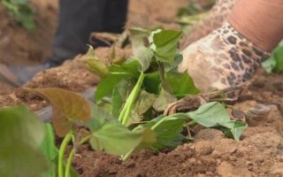 红薯苗怎么栽种，采取斜插法、直栽法、压藤插秧法