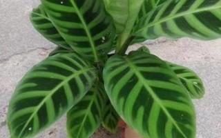 天鹅绒竹芋的养殖方法，适宜的生长温度在18-30℃