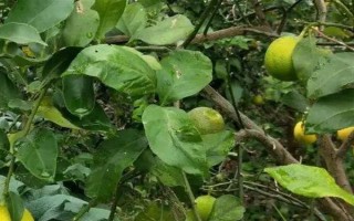 柠檬苗推荐品种，尤力克、菲诺、热那亚等品种值得选择