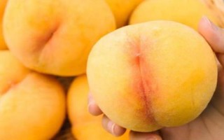 冬黄桃的价格，一斤需要13-15元左右