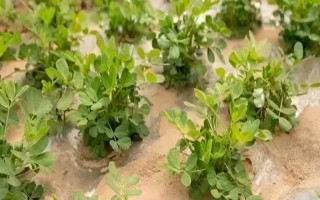 花生叶子发黄的原因，土壤、施肥、缺素等因素都会导致