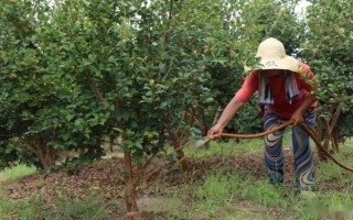 老茶树的移栽方法，适宜在春秋两季进行