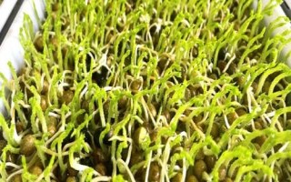 绿豆芽种植技术,选种是培育的第一步