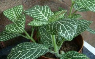 网纹草的摘心方法，3-4叶期摘除植株顶端刚萌发的嫩叶