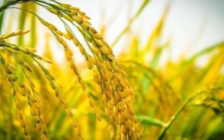 丹星稻1号水稻品种简介,属晚熟品种