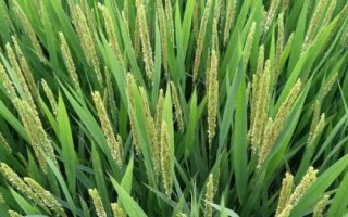 珍优润禾水稻品种简介,该品种基部叶叶鞘绿色