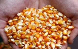 合格玉米种子的指标,包括发芽率、纯度、净度等