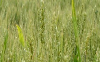 郑麦9962小麦品种简介，注意适时播种