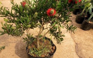 红千层是不是吉祥花，红千层是吉祥花