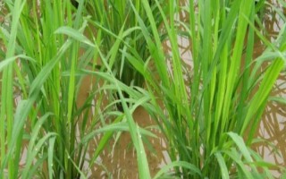 东研稻18水稻种子特征特性，属晚熟品种