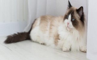 养猫必备药物，驱虫药、眼药水等药物需备好