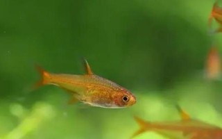 红尾梦幻灯鱼好不好养，饲养难度并不大