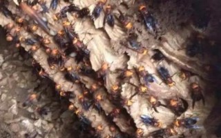 胡蜂的养殖方法，选好品种，控制好雌雄比例