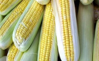 中地2015玉米品种的特性,注意防治虫害