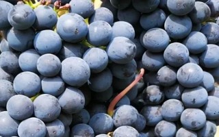 早熟的葡萄品种，常见的有夏日阳光、夏黑等