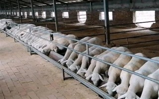 育肥羊的饲料配方，原料有玉米粉、草粉、玉米粒等