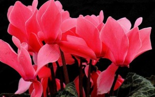 仙客来休眠期是否要浇水，需要浇水但要控制水量