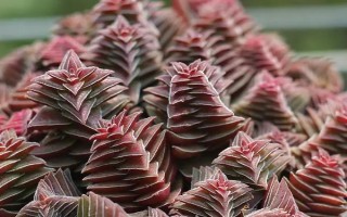 茜之塔多肉有没有毒，植株不带有任何毒性