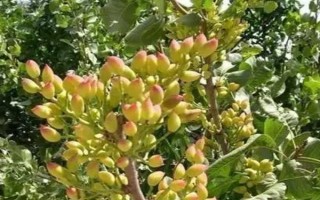 开心果从哪里结出来，从开心果树上结出