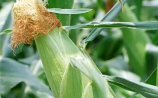 宁研906玉米种子特点,中抗小斑病