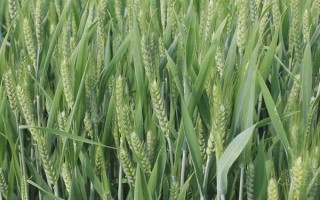 强筋小麦如何种植，管理重点在于预防小麦旺长和倒伏