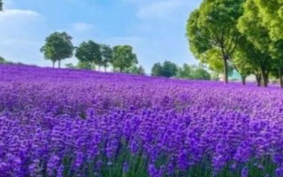 薰衣草的花语是什么，花语是等待着爱情到来、等你爱我等