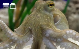 章鱼和鱿鱼的区别，章鱼有八条腕而鱿鱼有十条
