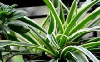 吊兰烂根的土还能不能用，能用但需要先消毒