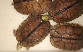 石金钱龟的销售方式，都会有人上门进行收购