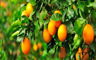 脐橙树的寿命，寿命在40-50年左右