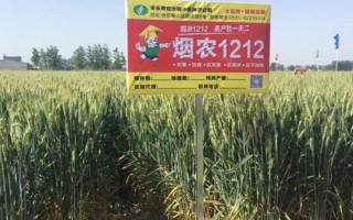 高产小麦品种有哪些,有烟农999、谷神麦19等