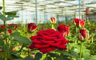 水插玫瑰枝条如何生根,用多菌灵浸泡消毒、涂抹生根粉之后再水培