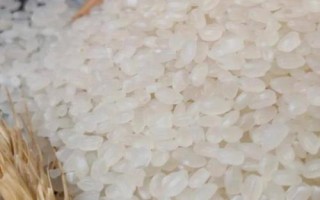 什么是珍珠米，本质属于粳米