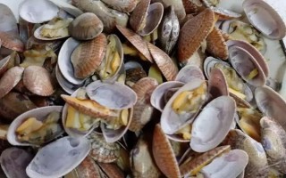 花甲的品种,常见的有花蛤、毛蛤、文蛤等