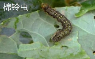 有哪些常见害虫,包括棉铃虫、豆荚螟、蛴螬等种类