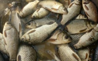 鲫鱼放盆里能活几天，根据换水频率和喂食方式决定