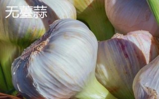 大蒜的产地,主产于山东、江苏、河南、四川、陕西等省份